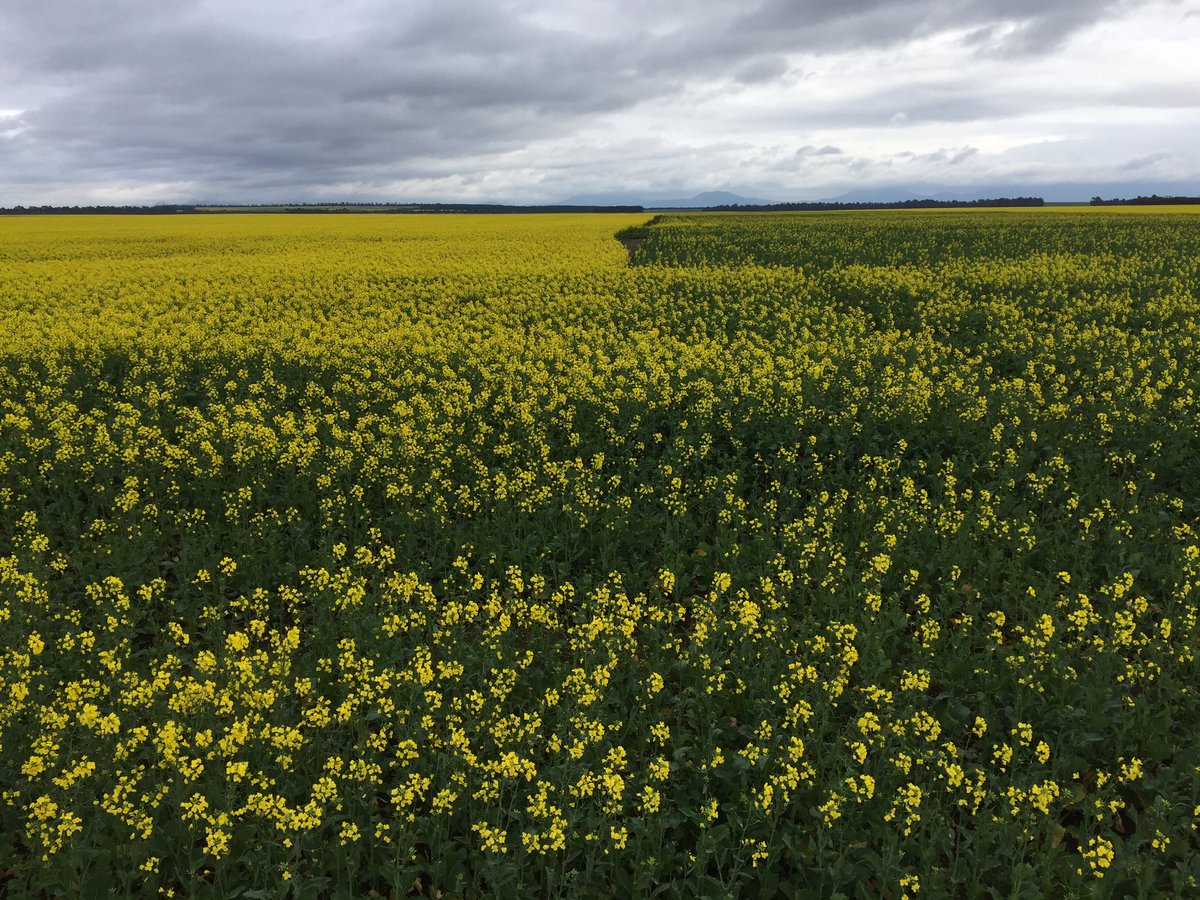 Taking a hedge on the South Coast spring finish. @NuseedAustralia ATR Mako (L) ATR Wahoo (R)