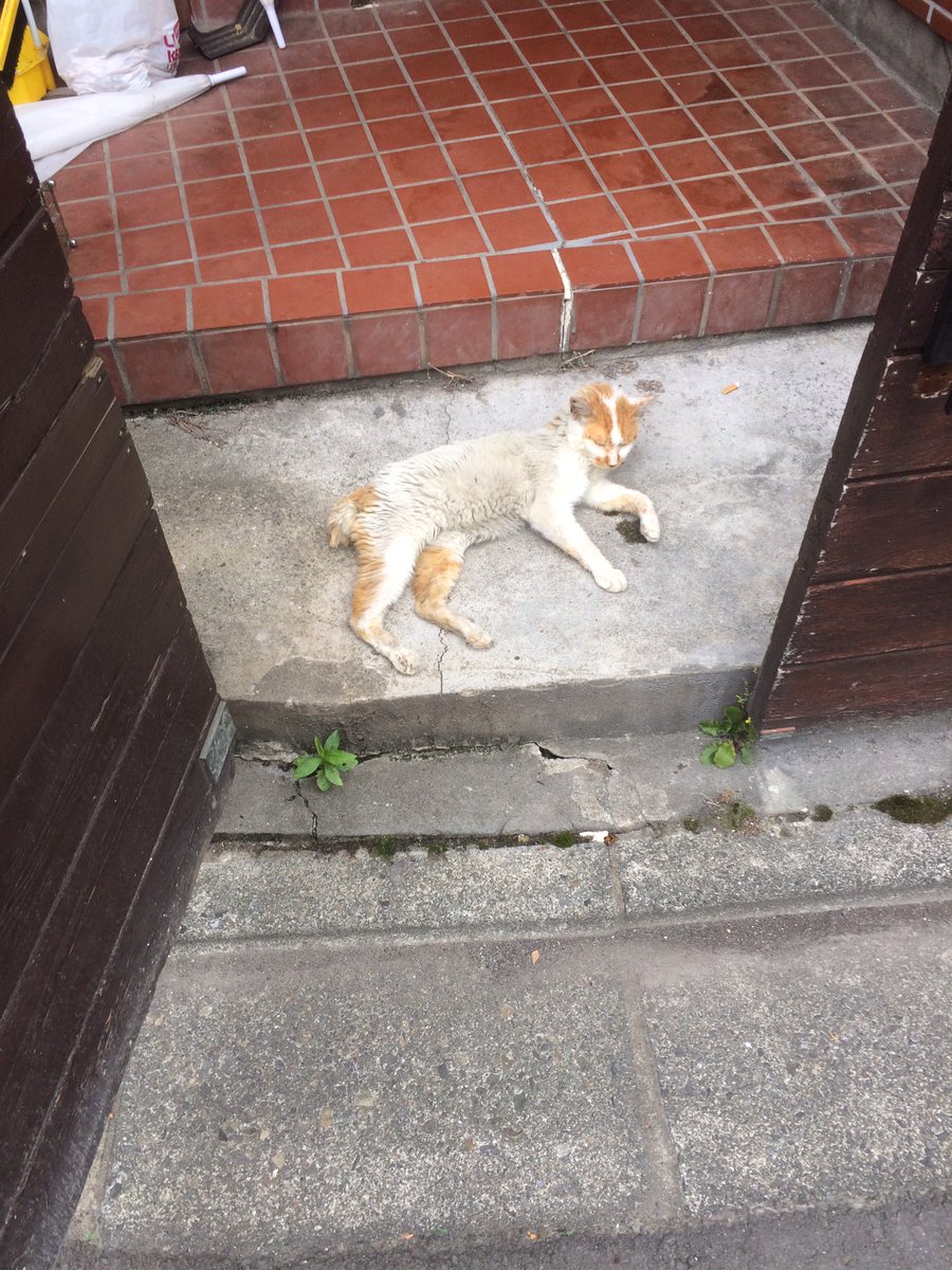 家の門を開けたらこの子がいてびっくり。しかも動かない。猫もよだれ垂らして寝るんだなー。