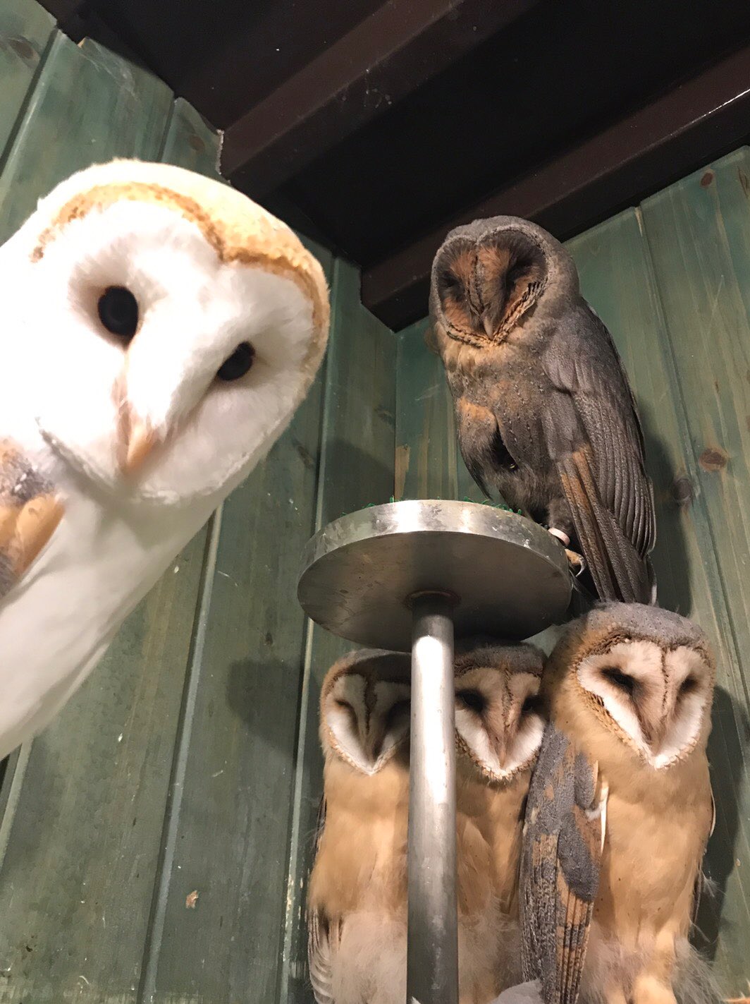 ふくろうマジック メンフクロウファミリーのお店になってしまいました 笑 子供たちはまだ人慣れしていないので触れ合うことはできませんが この可愛い光景を見に来てください 親にベッタリです ふくろうマジック メンフクロウファミリーのお店になってしまいました 笑 子供たちはまだ人慣れしていないので触れ合うことはできませんが この可愛い光景を見に来てください 親にベッタリです