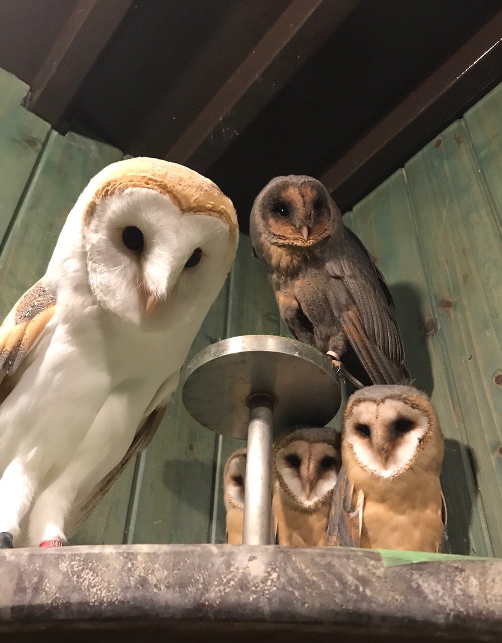 ふくろうマジック メンフクロウファミリーのお店になってしまいました 笑 子供たちはまだ人慣れしていないので触れ合うことはできませんが この可愛い光景を見に来てください 親にベッタリです