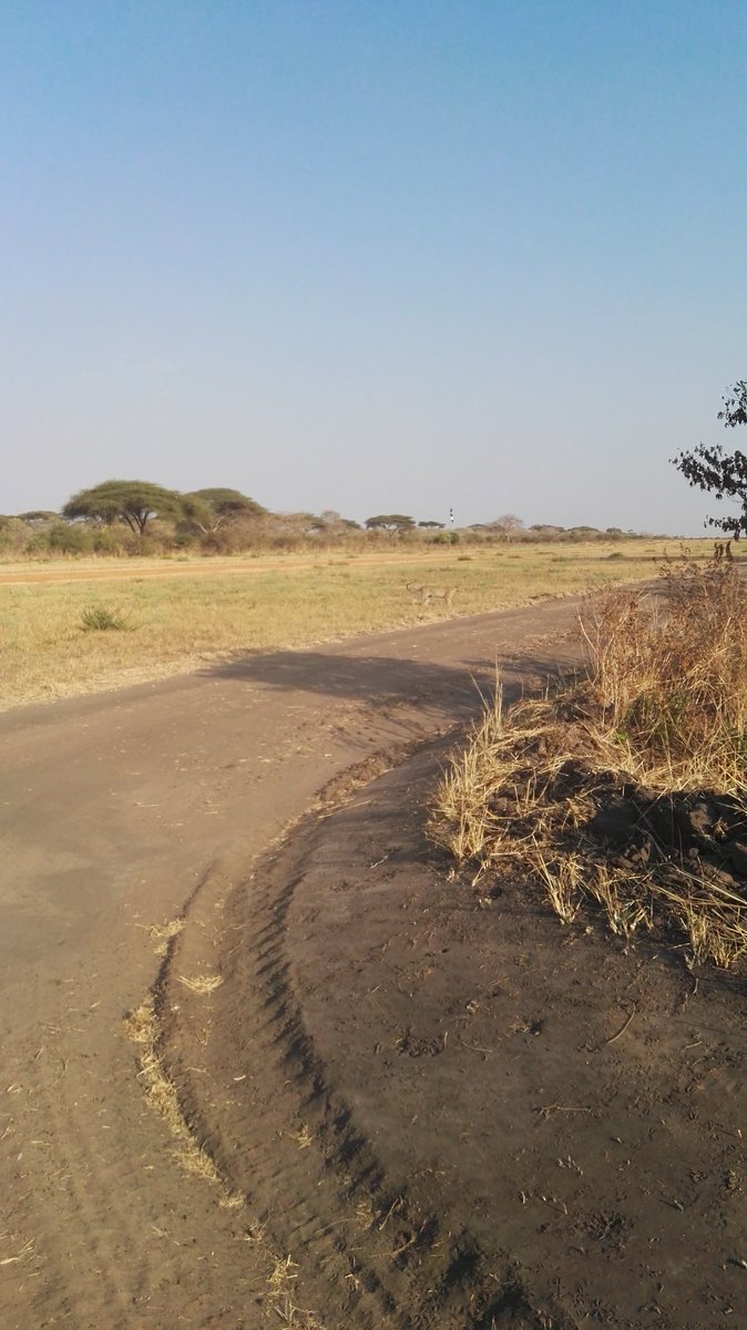 Can you spot it? 
#Wildlife #Safari <a href="/katavipark/">Katavi National Park</a> <a href="/Q2Travel/">Q2Travel</a> <a href="/MbaliMbaliTz/">Mbali Mbali Lodges and Camps</a> #IkuuAirstrip 
<a href="/lesstravworld/">Less Traveled World</a> <a href="/luxury__travel/">Luxury News</a> #Africa #Tanzania