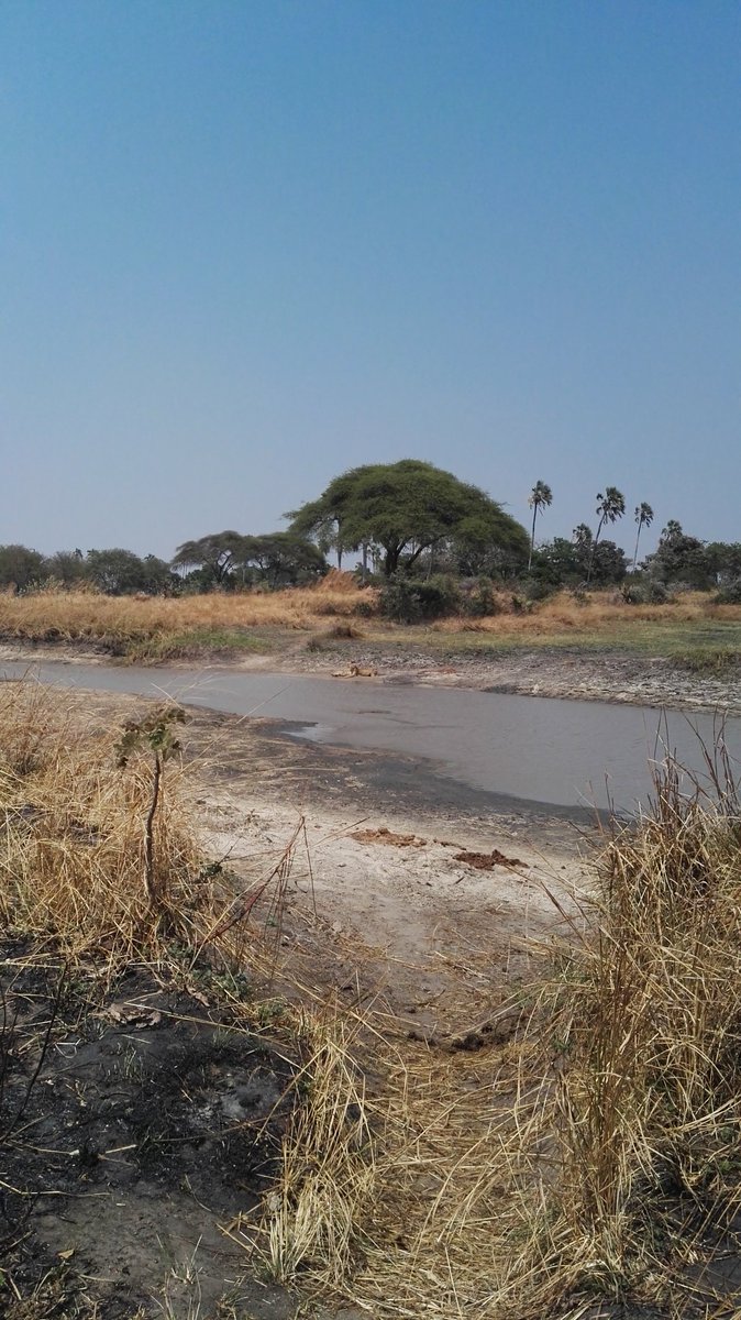 Just #lion around. #Chada #Pride #family #Safari #Tanzania #wanderlust 
<a href="/katavipark/">Katavi National Park</a> <a href="/MbaliMbaliTz/">Mbali Mbali Lodges and Camps</a> <a href="/Q2Travel/">Q2Travel</a> <a href="/luxury__travel/">Luxury News</a> #KatumaRiver