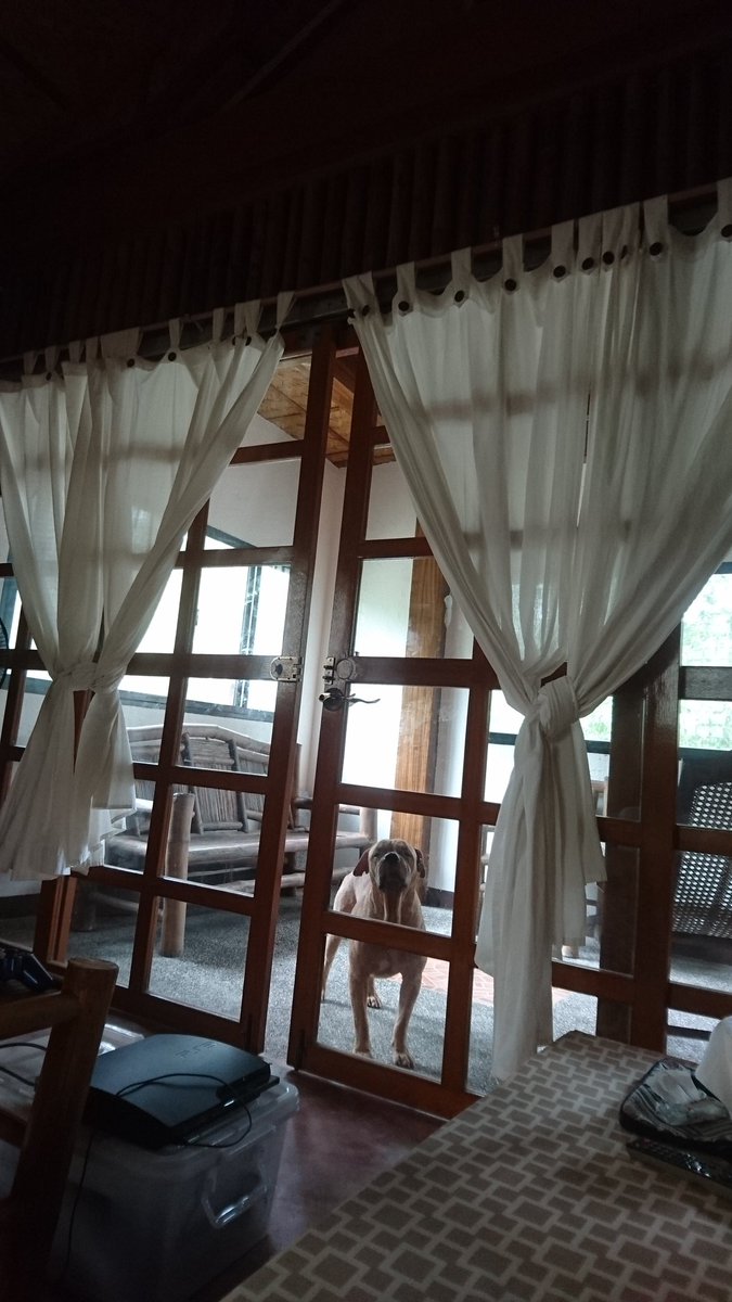 Asiandramastoke's tweet photo. When our dog wants to get into the room but can't. He waits patiently instead. 😊 #dragonchronicles #dogs #pets https://t.co/ByHK61hSXC
