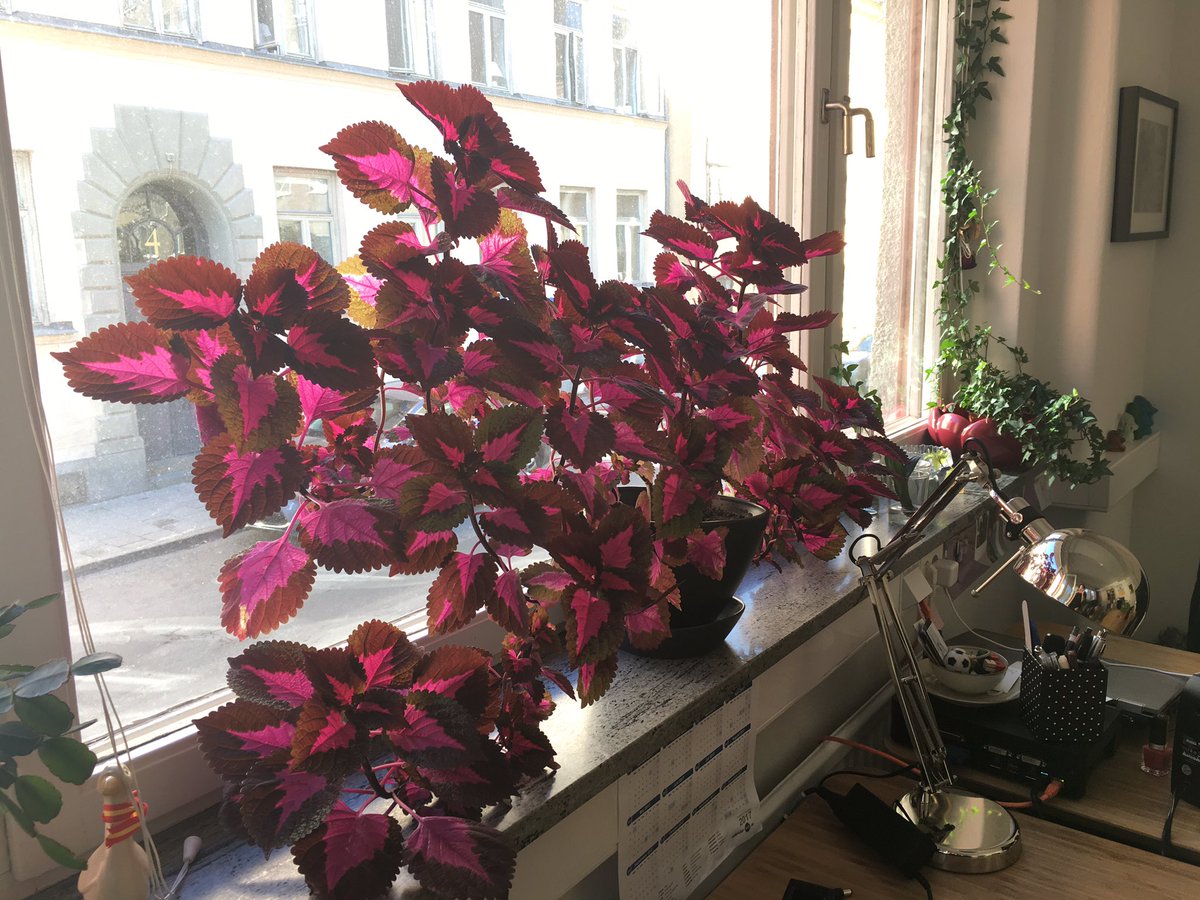 MisaSoderort's tweet image. Vår enhet kanske borde döpt sig till Palettblad ist för Katarina.