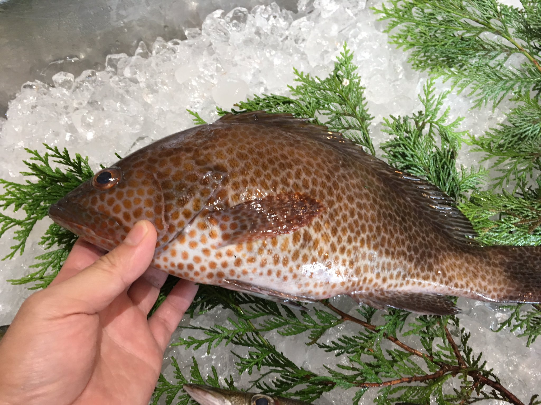 出水田鮮魚 モアラの入荷がありました 鹿児島ではモアラと呼びますが 正式名称はオオモンハタです 白身でとても美味しい魚です