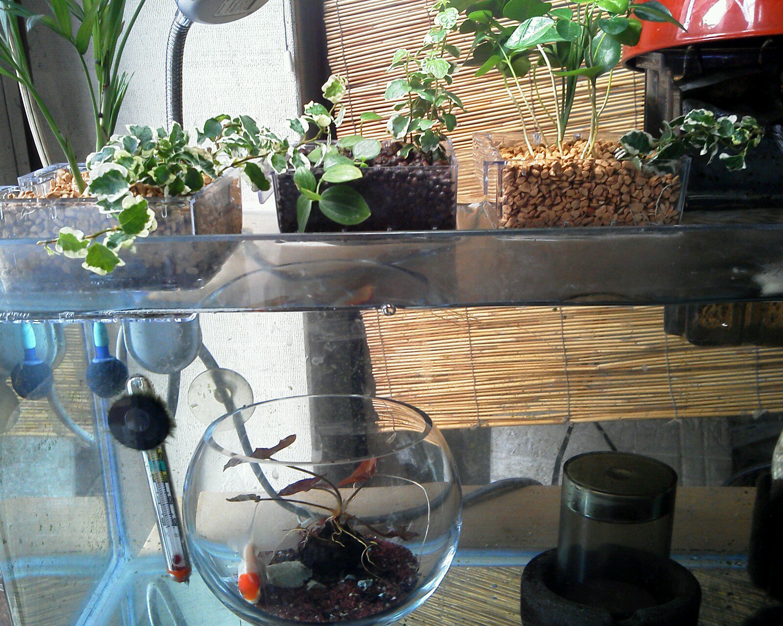 どんぶり金魚 ボトルアクア推進月間 金魚 丹頂 7 8入荷 輸入魚 ハイドロカルチャー 観葉植物 ニムファボールから出られないよ オールガラス水槽に引っ掛けて 水槽上部に緑を な新商品 このままでも購入可 プランターセパレート 横浜 よこ