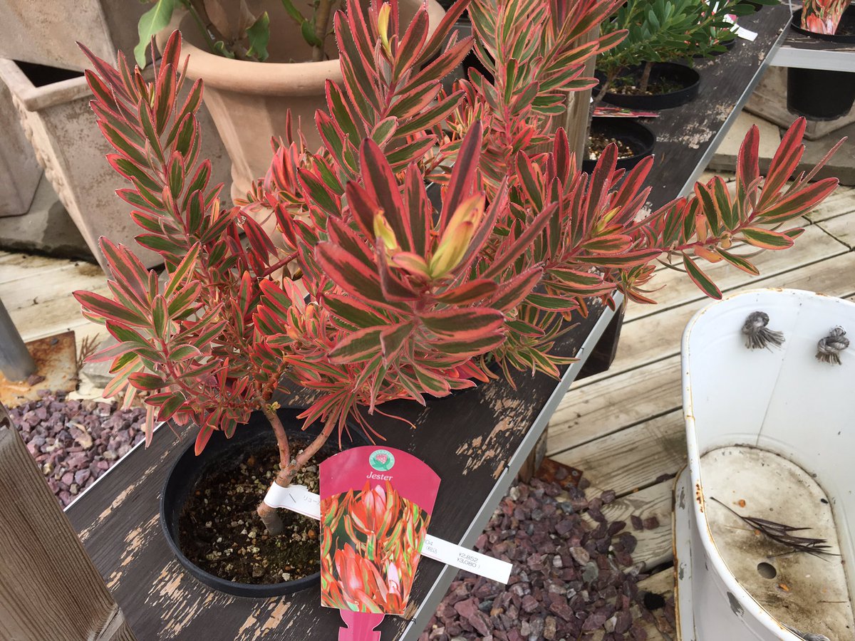 ジョイフル本田 ガーデンセンター Twitterissa ガーデンセンター群馬千代田店 切り花でも良く見かける リューカデンドロン が綺麗です なかでも見応えがあるのは紅い の ジェスター 青い の ヴェルデ という品種 意外と丈夫で 一年中お庭で楽しめます