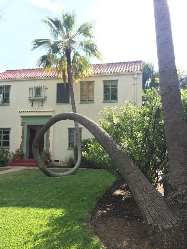 Distinctboxes's tweet photo. The Palm Tree That Picked Itself Right Back Up. Photograph via d416on on reddit https://t.co/7apv6imtBD