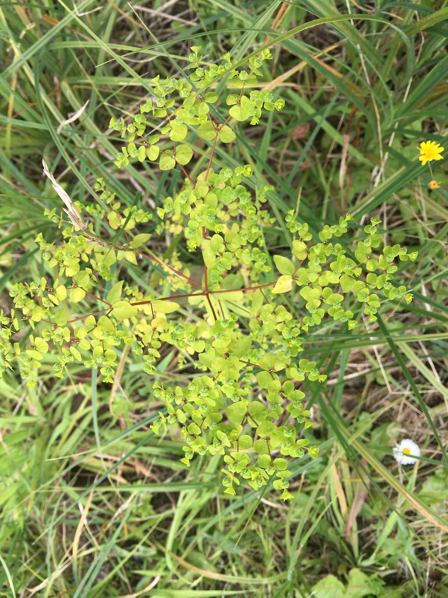 Super vondst #akkerflora #BuijtenlandvanRhoon! Bij aanleg natuurvriendelijke oever is de uiterst zeldzame Stijve wolfsmelk opgedoken!