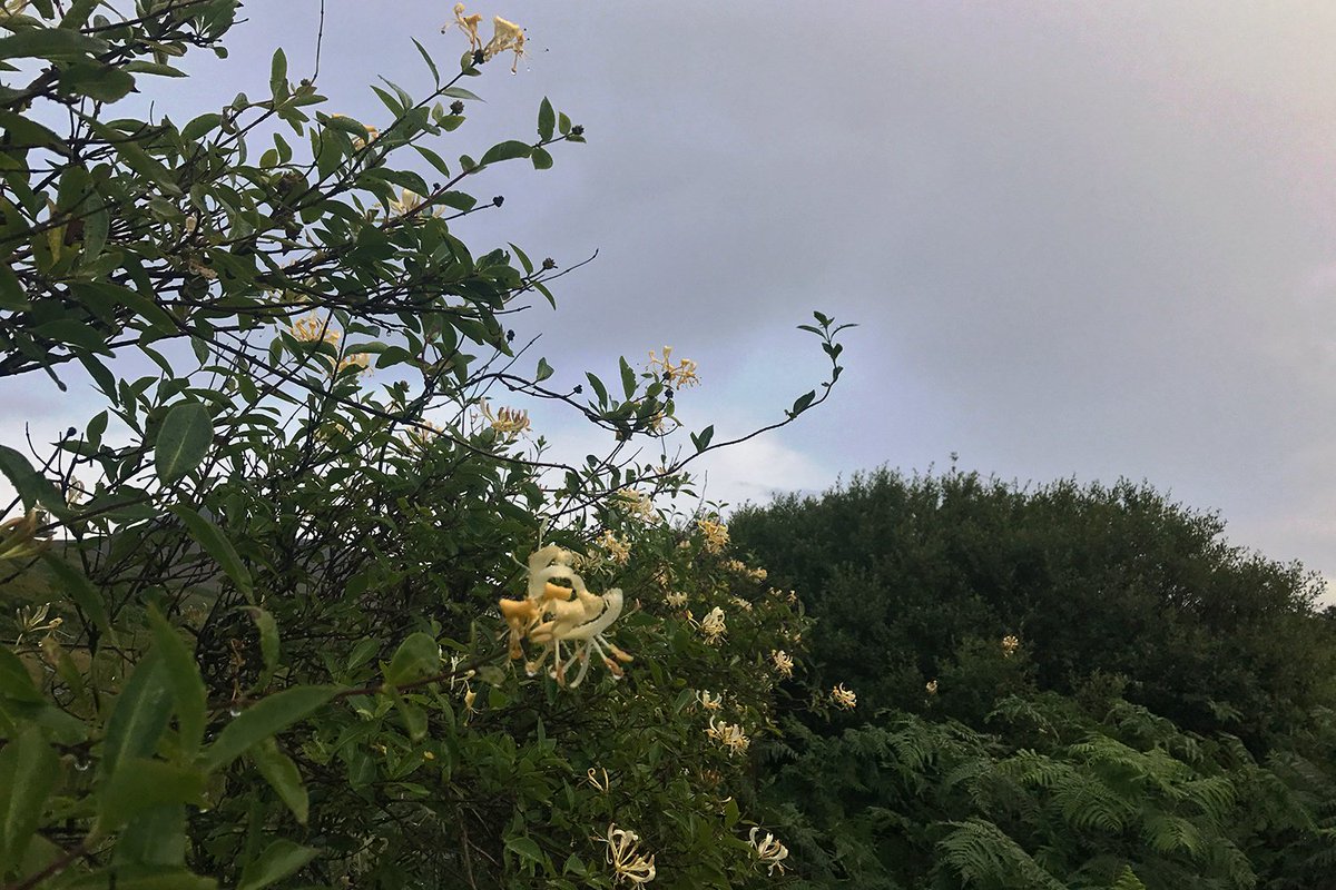 thebotanistgin's tweet photo. Honeysuckle by the burn this morning. We'll do something with it for this morning's Botanist Tour #gintour #foragedcocktails #wildflowers https://t.co/iKGcUAnlOe