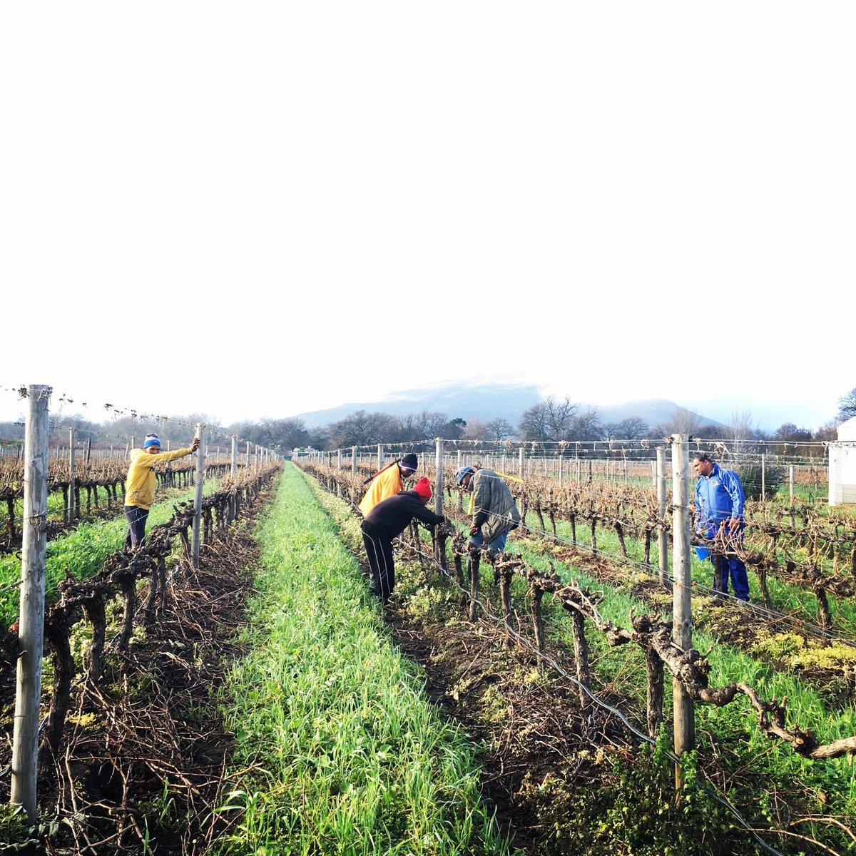 AKKERDAL's tweet photo. #akkerdalvibe Vanoggend begin skoon en stomp snoei by blok #sauvignonblanc langs rivier met meeste #coldunits -2 weke later as normaal https://t.co/flrJtd7oLf