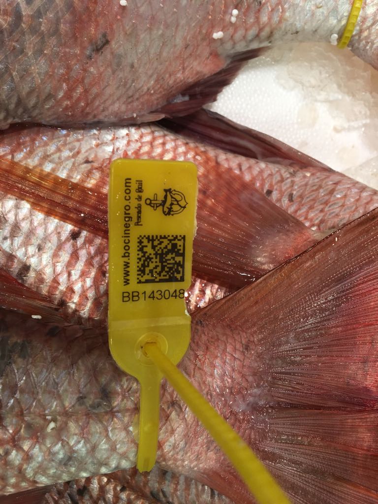 mercamadrid_hoy's tweet photo. Hoy comienza la Fiesta de la Urta en @RotaAyto, si no puedes ir puedes disfrutar de este manjar #vistoenmercamadrid, ya en tu #pescadería https://t.co/SaiJkbKAmv