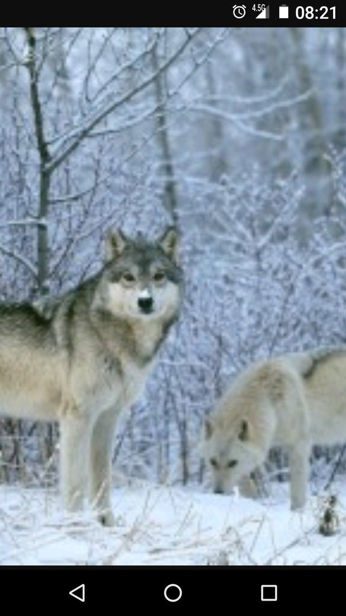 Kurtlar dağların her zaman korkulu rüyasıdır PKK piclerine tüm vatan hainlerine bildirilir