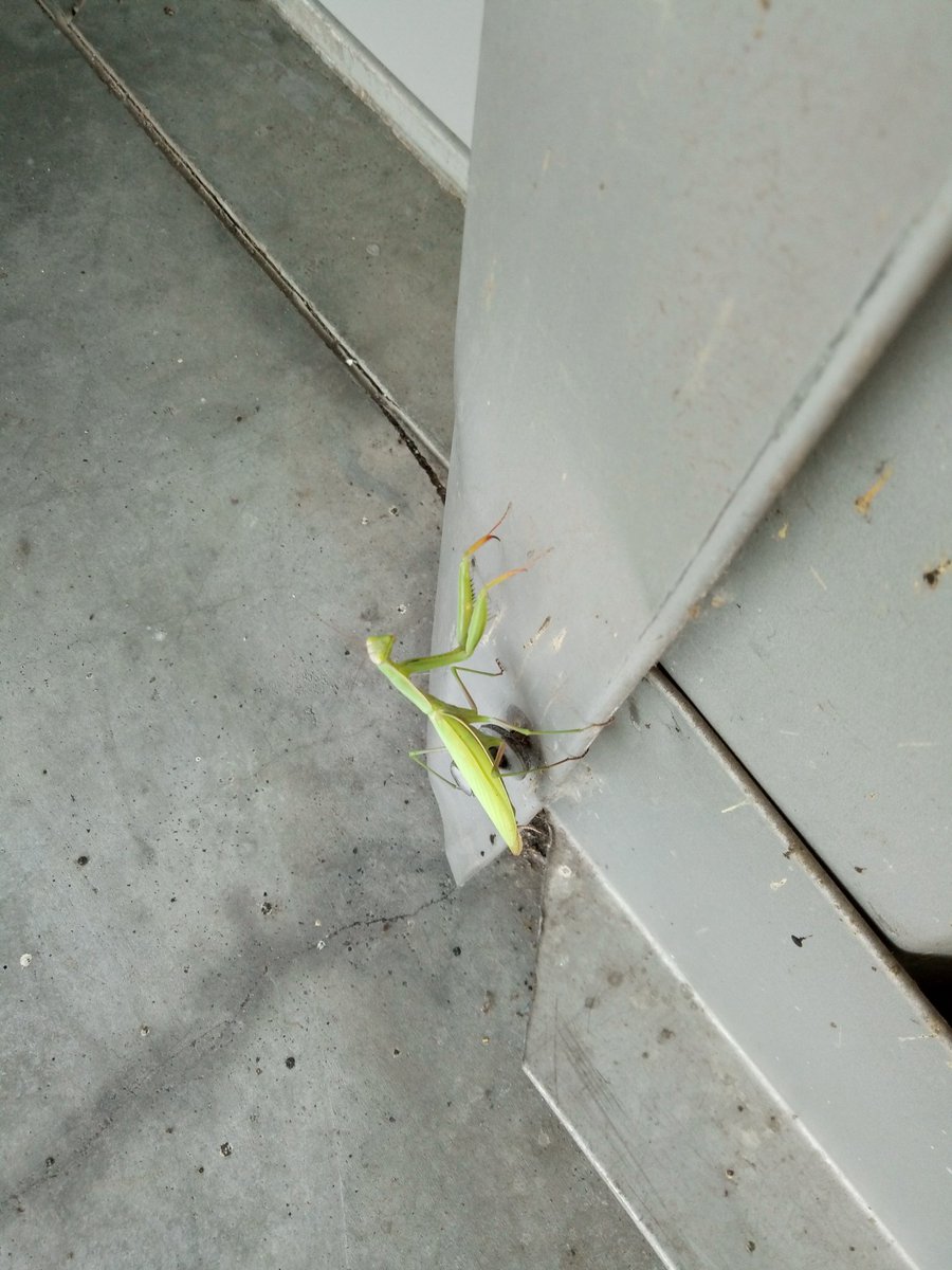 virtusvoid's tweet photo. What's up guys?๐
#bogomol #funnycreature #summerrelax https://t.co/EjpaqLrk3k