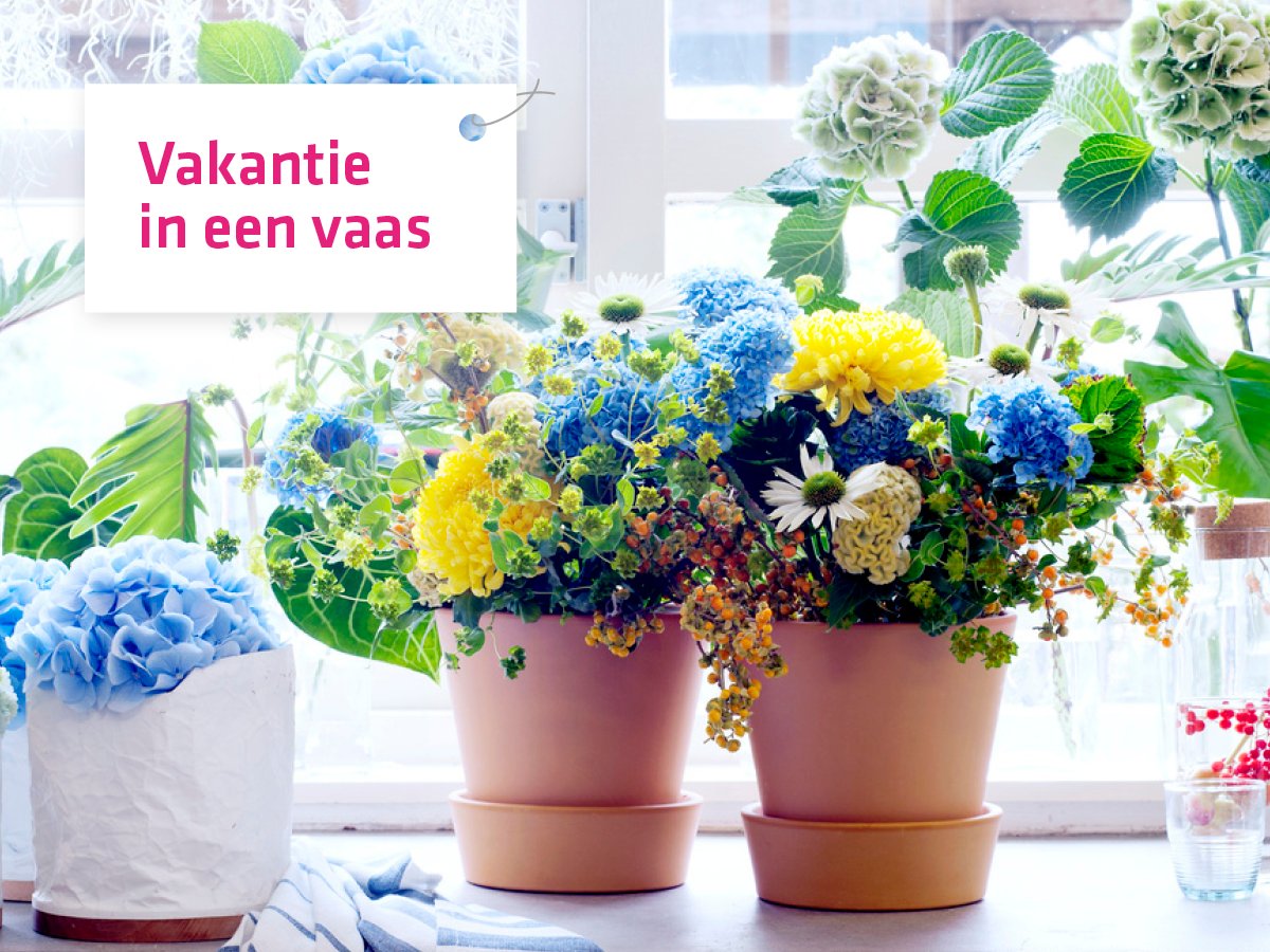Plant van de maand augustus! #hortensia Met haar robuuste bloemen is de Hortensia een stukje vakantie in een vaas.