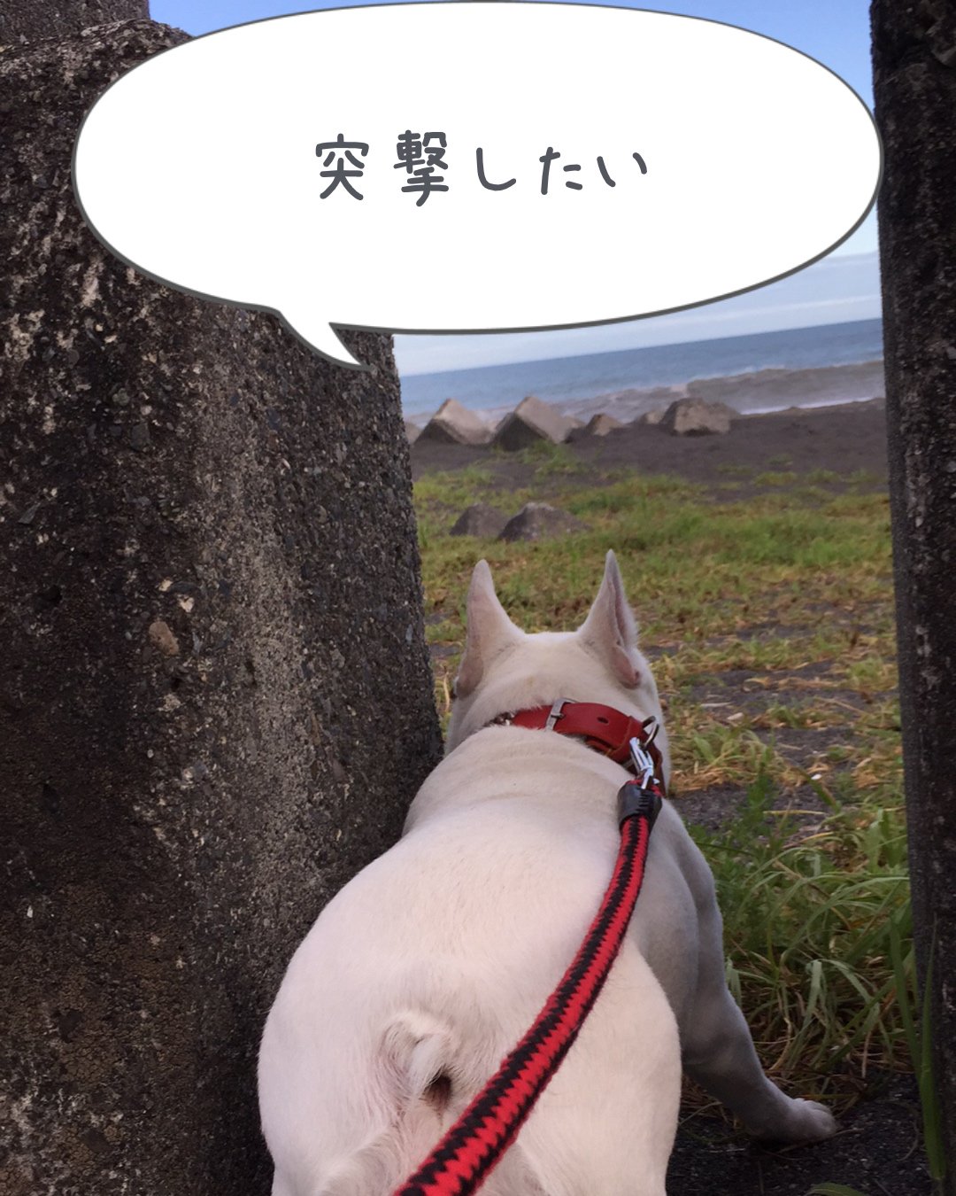大石 美千代 Fuwagokoti Twitter