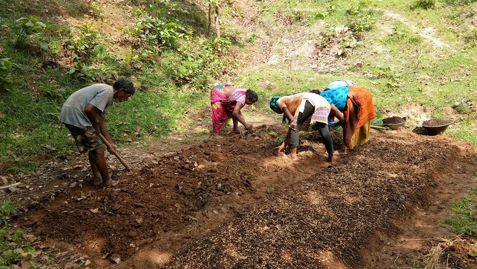 Krushna28243813's tweet photo. SRI (Paddy) nursery raising &amp; Plantation Hazaribagh Jharkahnd. As youths have migrated in search of work the task is entirely upon the women https://t.co/6KS0QvjJMU