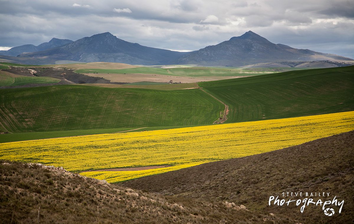 PhotoSB's tweet photo. Canola Time in the Overberg #overberg #canola #fieldsofyellow #SouthAfrica #photography #canondigital #canonsa #landscape #westerncape https://t.co/K4QcKoGYy1