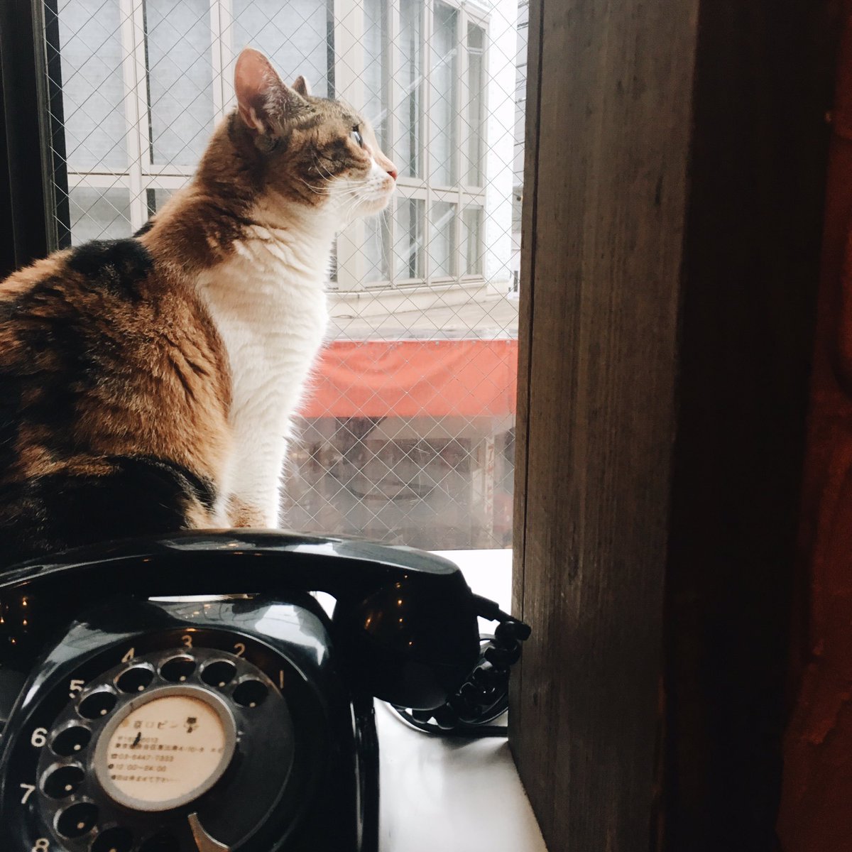 naonotubu's tweet image. 恵比寿の東京ロビンの
オムカレーは旨味の塊
ずっと口の中にいてほしいし
この味の歯磨き粉があれば吸う。

そしてロビンに癒されるの。
私も早く誰かと暮らしたいです。