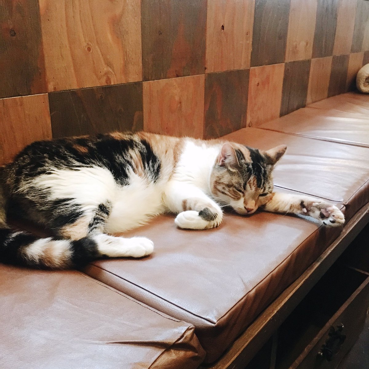 naonotubu's tweet image. 恵比寿の東京ロビンの
オムカレーは旨味の塊
ずっと口の中にいてほしいし
この味の歯磨き粉があれば吸う。

そしてロビンに癒されるの。
私も早く誰かと暮らしたいです。