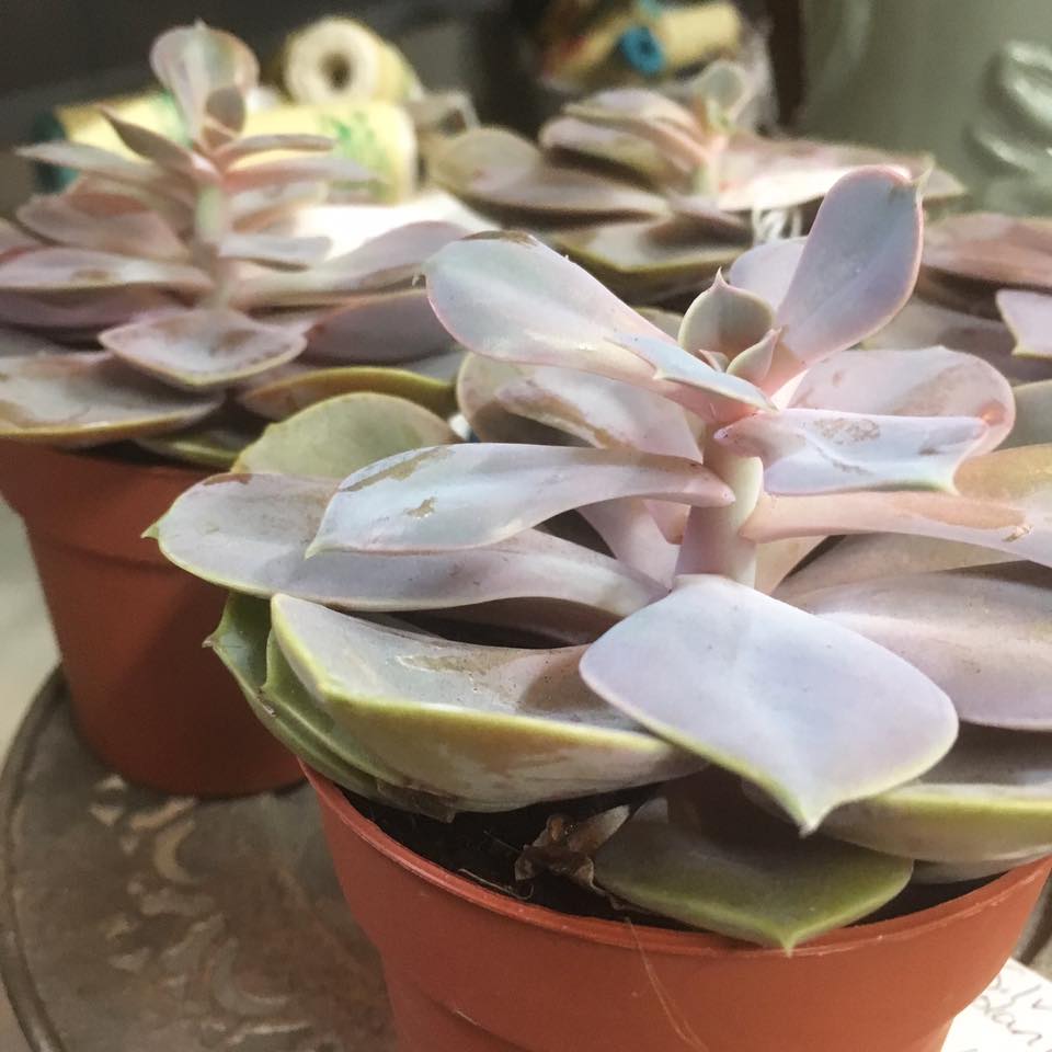 emporiumTA21's tweet photo. Fresh posies and succulents now in from The Flower Tree. https://t.co/06r4KlqJ6A