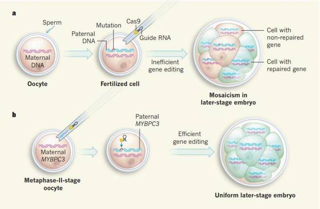 Dreamgenics's tweet image. Así se eliminan las mutaciones en embriones #CRISPR #MYBPC3