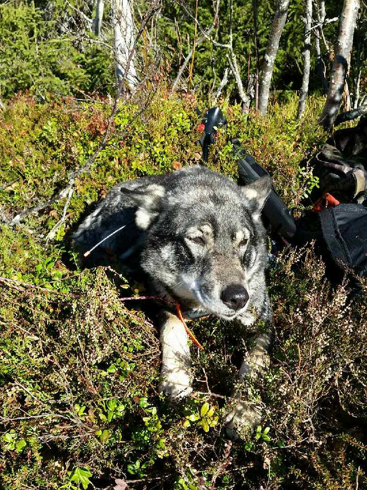 SlowAdventureNT's tweet image. This is a hunting camp in Raftälven, Mid Sweden. Welcome to Joy Event!
#joyeventhuntandhealth #huntinginjamtland #grandfive #slowadventure