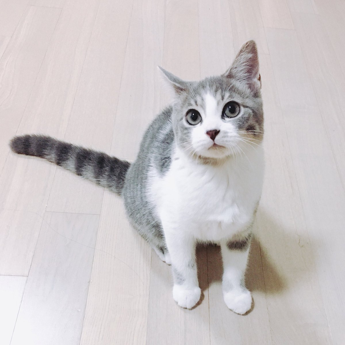 달리의 나날 tweet media