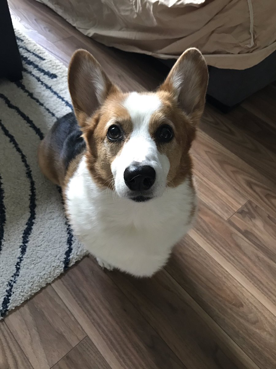 backerman150's tweet photo. Sadly couldn't make it to the last day of #JSM2017, had to stay home to take care of this guy #RDogs #RCorgis https://t.co/5CI5rjM7XK