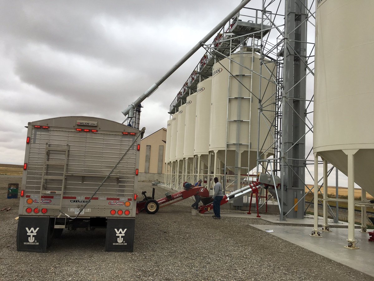It's official, we're taking pulse crops! We received our first few loads of beautiful medium green lentils yesterday. Great day!