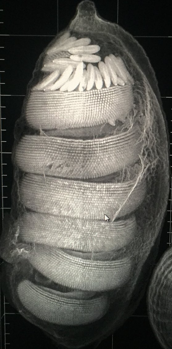 Alejandro Damian-Serrano Ph.D. (he/him/él/ell) (@planktomancer) on Twitter photo Proud to have received the <a href="/systbiol/">Society of Systematic Biologists</a> Graduate Student Research Award to discover the evolution of #siphonophore tentilla and #nematocysts ! Proud to have received the <a href="/systbiol/">Society of Systematic Biologists</a> Graduate Student Research Award to discover the evolution of #siphonophore tentilla and #nematocysts !