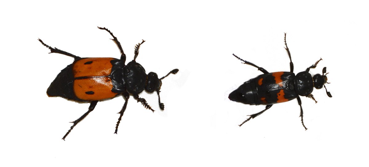 Look at that difference in color, after only 3 generations of selection! New update and more info at science-explained.com/dutchifying-be…  #selection