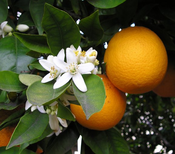 #Orangetree #Tree #Citrus #Evergreen #Fullsun slightly  #Acidicsoil #Pests #Redspidermite #Scale #Whitefly #Mealybug #mcguiresoutdoors.com