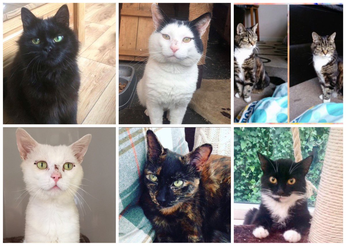 mkcatrescue's tweet photo. We have 6 beautiful adult cats waiting for their forever homes. To find out more, please visit - https://t.co/ajTUTE4IHU 💫🌸 #AdoptDontShop https://t.co/eGYFlnDnaq