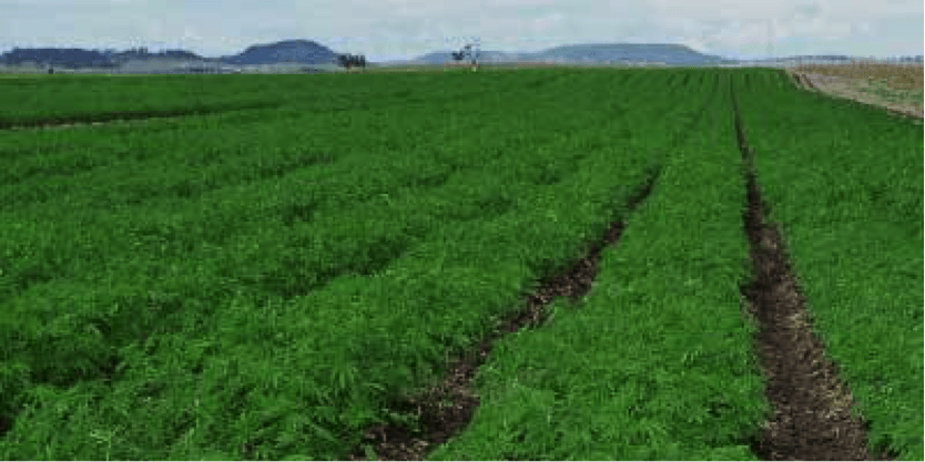DSBaltic's tweet photo. The American Farming Revolution: A Future as Green as Hemp https://t.co/1qOHBZxCjd https://t.co/3ebzlc4qxo