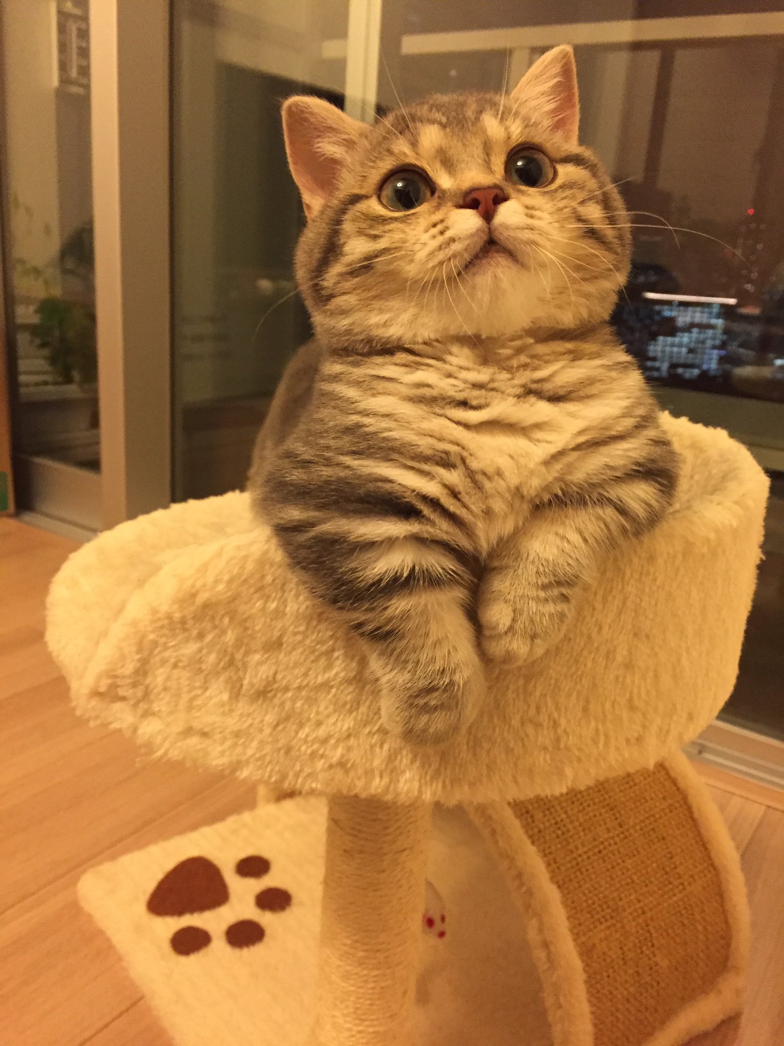 マンチカン mugiiii0719@instagram on Pinno: おててとあし