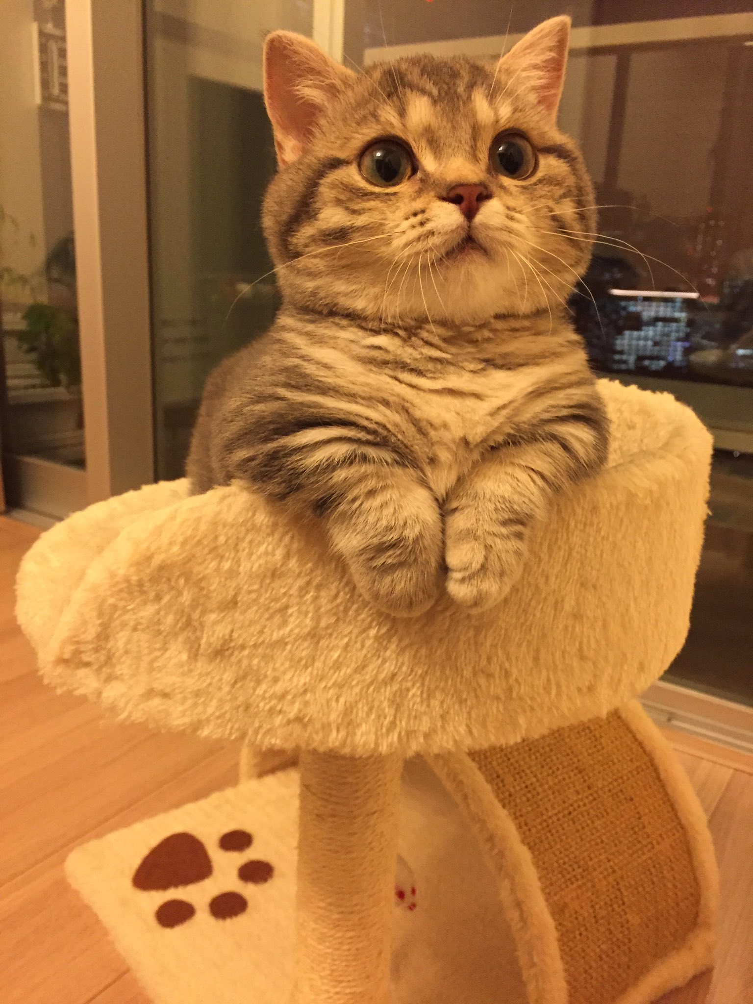 短足マンチカン よもぎ 更新のんびり よもぎさん モッフモフの ムッチムチ マンチカン 猫 ねこ ネコ 子猫 Cat 猫部 短足 猫モフー 猫好きさんと繋がりたい