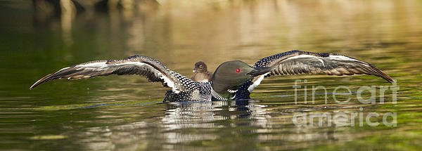 jerichohillspix's tweet photo. New artwork for sale! - "Loon Chick Hold On" - https://t.co/vd1G1Tp7C8 @fineartamerica https://t.co/QnpBlxfGfx