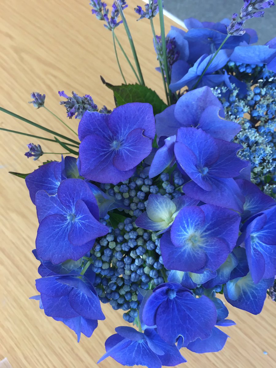 ChicagoBelfast's tweet photo. Art class #hydrangea project 👯 https://t.co/UiTX8J42dc