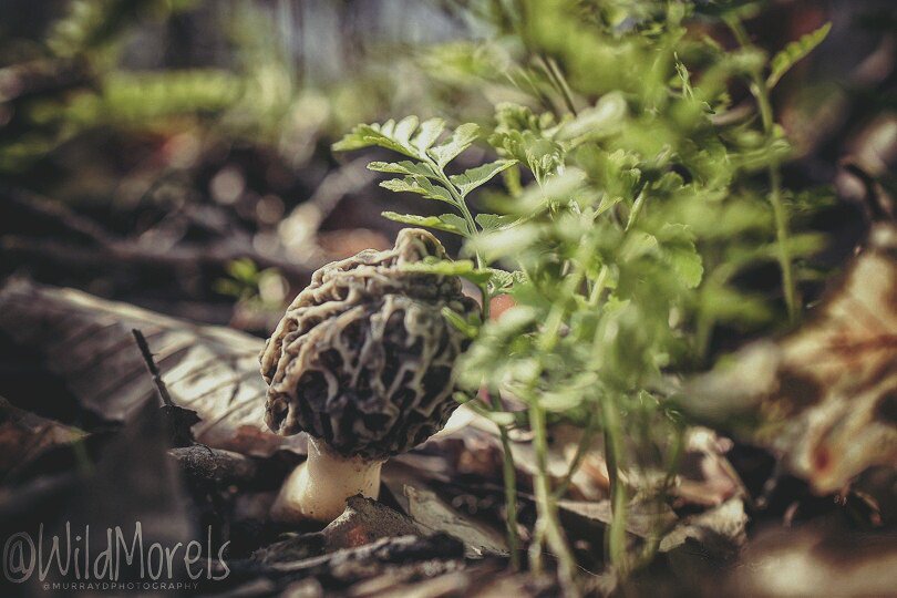 WildMorels's tweet photo. @WildMorels 🍄🌿🌿
#wildmorels #mycelium #earthy #organic #mushrooms #wildmushrooms #morelmushrooms #cooking #chef #foodphotography https://t.co/WE6V9pUMhG