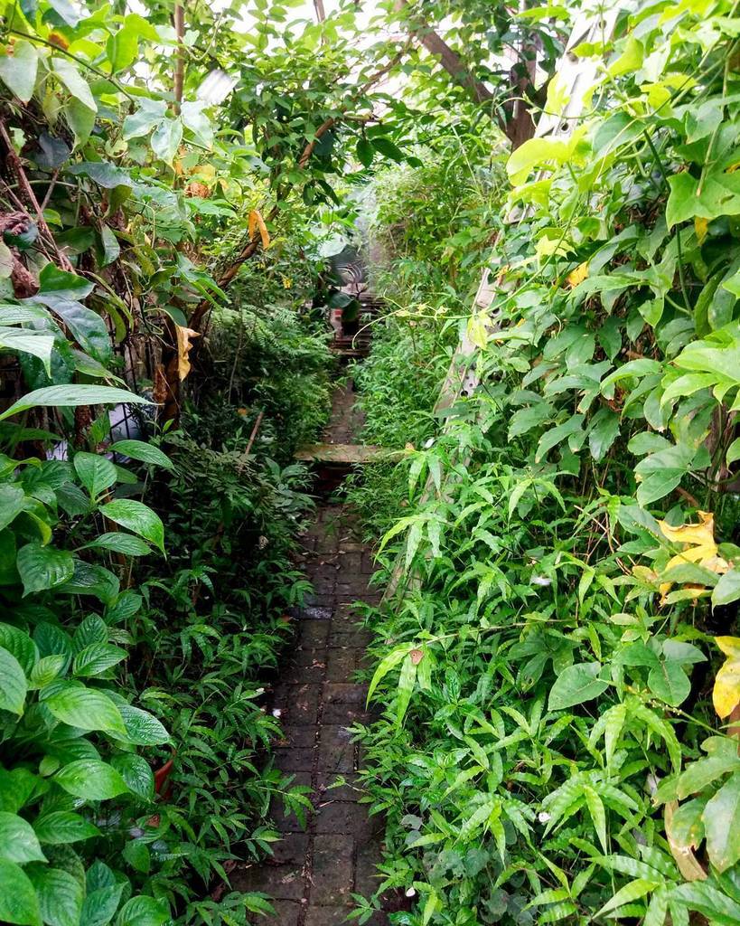 888lukie888's tweet photo. The top greenhouse/jungle at it's most luscious. #ryewaterplants #tropicalgreenhouse #asianingredients https://t.co/zsP87NcH5Y https://t.co/DPYklFl3Dn