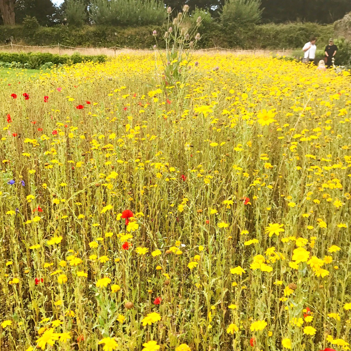 BattyBattsPZ's tweet image. @NTgodolphin looking stunning this morning! #LittleBatty loved chatting to the gardeners about flowers &amp;amp; even got a badge! #BrilliantStaff 🌸