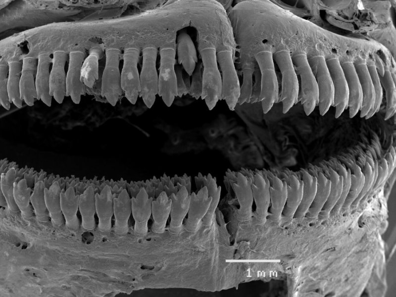 royalsociety's tweet photo. Scientists find evidence distantly related Australian fish species have evolved to look &amp; act like each other @jcu https://t.co/dVvFVDfyM2 https://t.co/pNwvTXGRO1