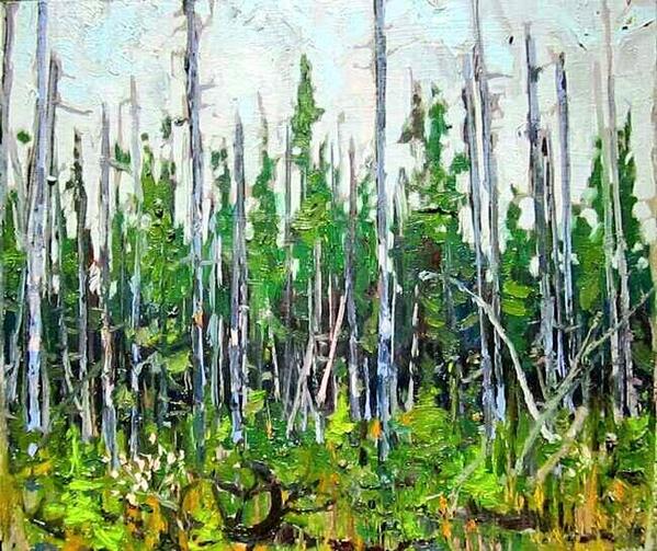 TTLastSpring's tweet photo. 1915 Black Spruce and Cherry Blossoms  #tt1915 https://t.co/tZFiCb5Kqv