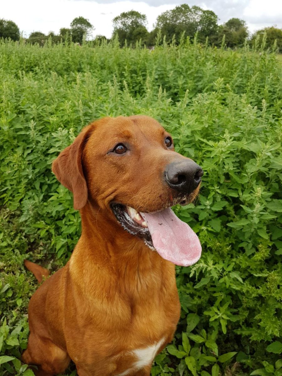 UKPetscom's tweet photo. Proven Search Dog At Stud #Dogs #LabradorRetriever #ForStud #DogsForStud #pets #ukpets  https://t.co/7q7fUg36iX https://t.co/y5dVtIjE36