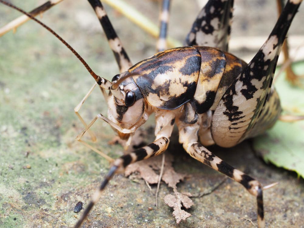日本野虫の会 重版御礼 手すりの虫観察ガイド よく見るとかわいい顔のマダラカマドウマ 前脚をアリがくわえている