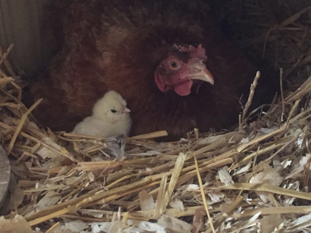 Ted's Homestead tweet media