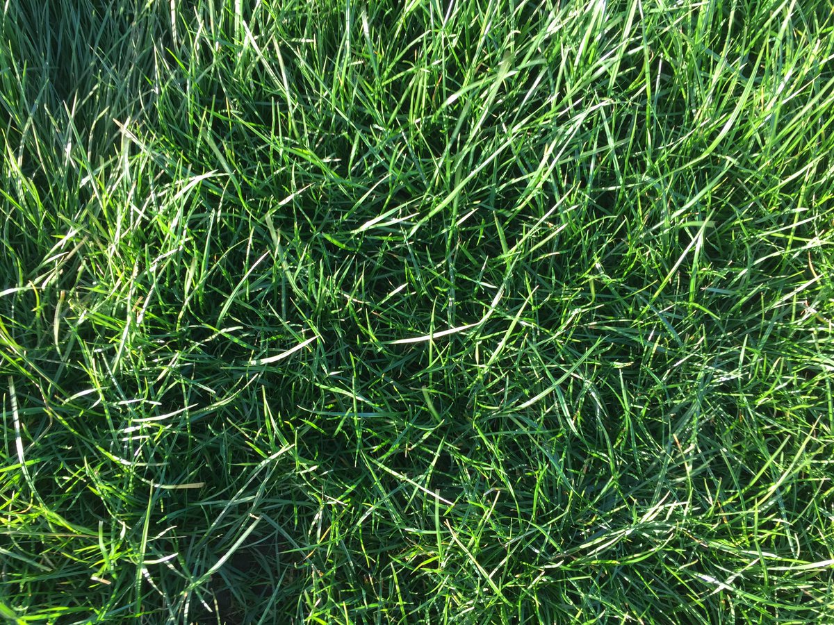 keith_fallow's tweet image. #YaraMila 21-7-3 vs urea Result =more grass in #Gippslandpastures more tillering=denser sward=less weed &amp;amp; grass pull bit.ly/2oPb8S5