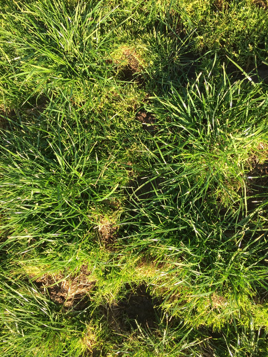 keith_fallow's tweet image. #YaraMila 21-7-3 vs urea Result =more grass in #Gippslandpastures more tillering=denser sward=less weed &amp;amp; grass pull bit.ly/2oPb8S5