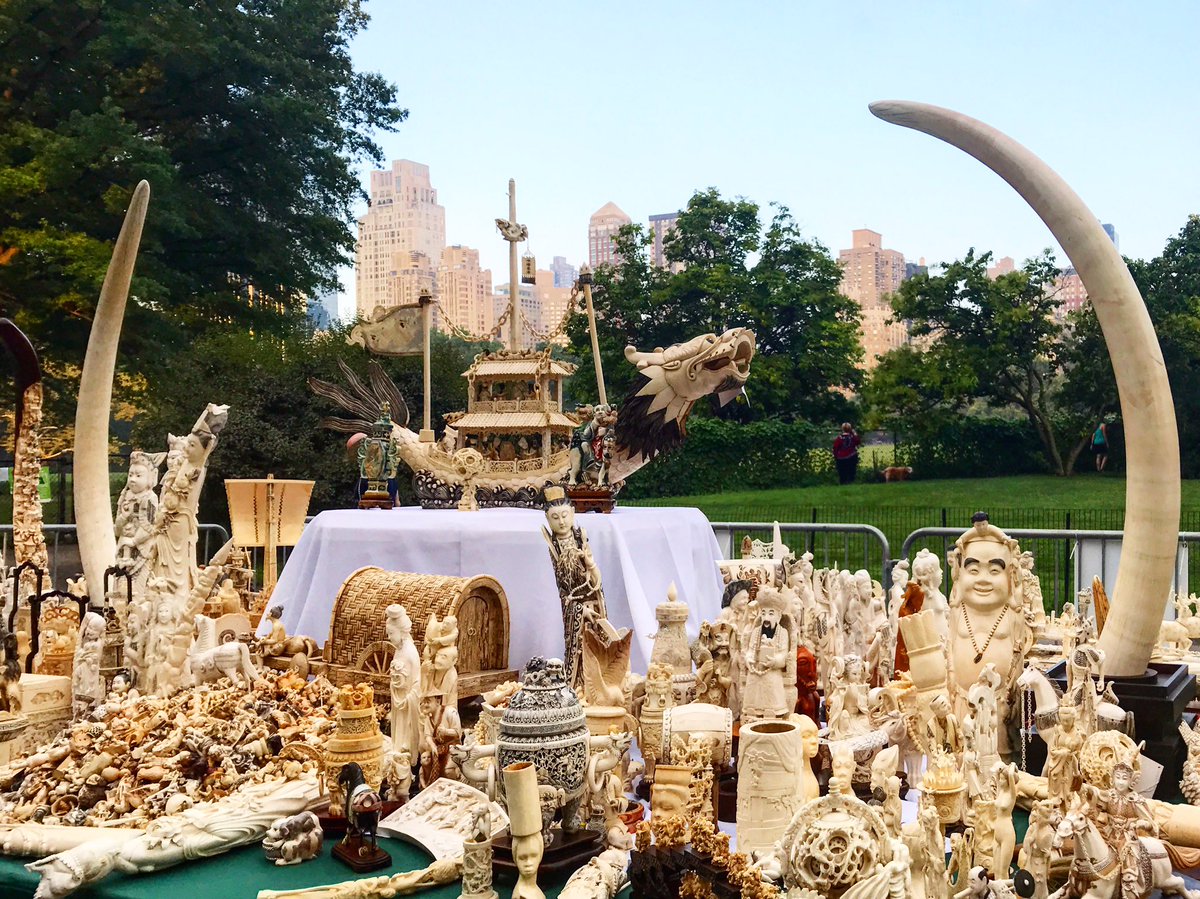 TheWCS's tweet image. Today we're crushing nearly 2 tons of ivory to make a statement for elephants. #ivorycrush